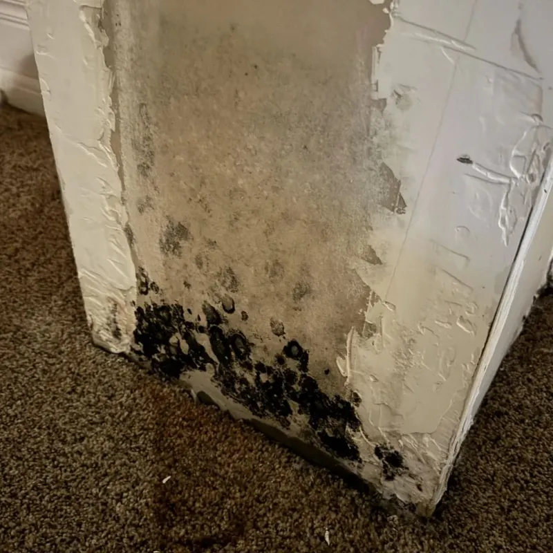 Professional Mold Removal in Wallingford, CT